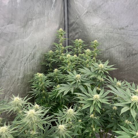 Lemon Shiznit growlog timeline photo