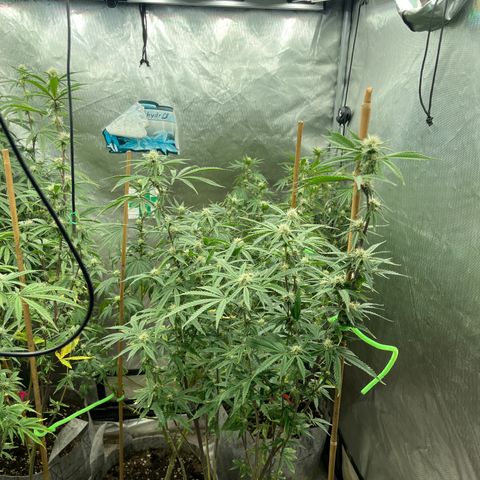 Specimen X Clones 1-4 growlog timeline photo