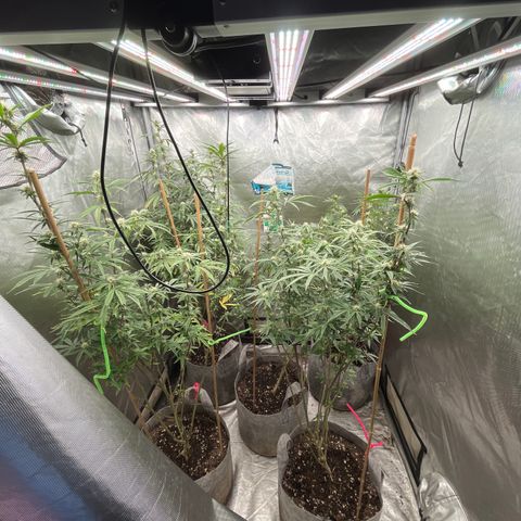 Specimen X Clones 1-4 growlog timeline photo