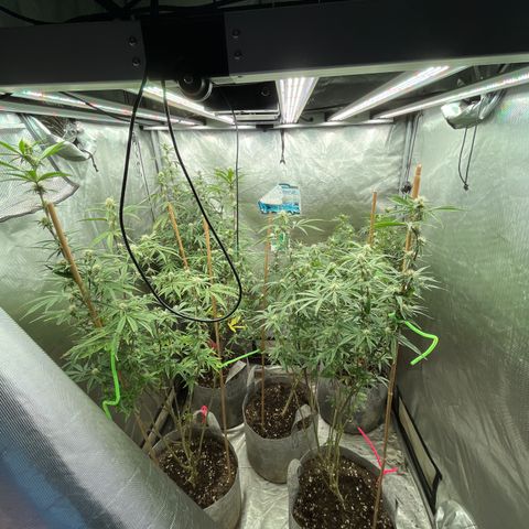 Specimen X Clones 1-4 growlog timeline photo