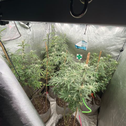Specimen X Clones 1-4 growlog timeline photo