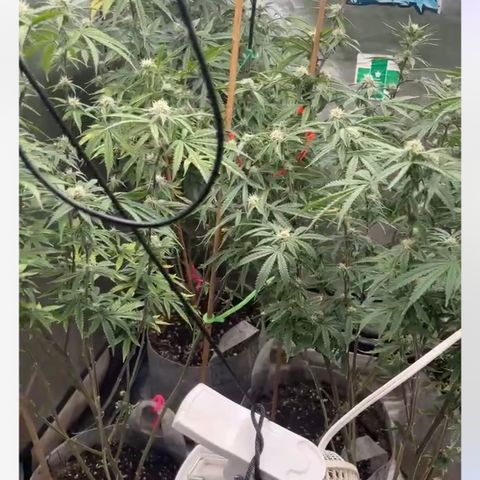 Cherry Paloma (1-4) growlog timeline photo