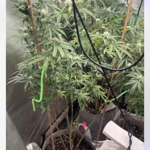 Cherry Paloma (1-4) growlog timeline photo