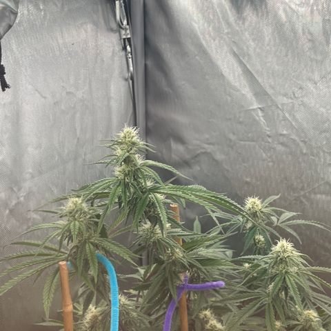 Cherry Paloma (1-4) growlog timeline photo