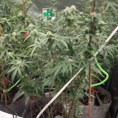 Specimen X Clones 1-4 growlog timeline photo