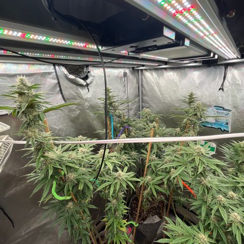 Cherry Paloma (1-4) growlog timeline photo