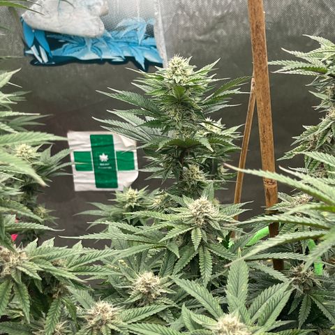 Specimen X Clones 1-4 growlog timeline photo