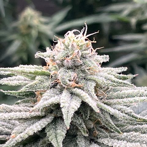 Lemon Shiznit growlog timeline photo