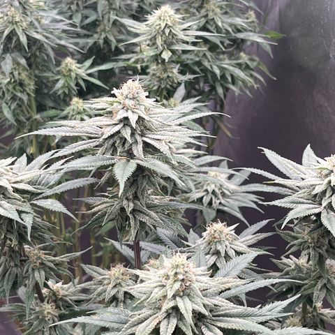 Lemon Shiznit growlog timeline photo