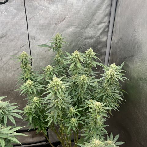 Lemon Shiznit growlog timeline photo