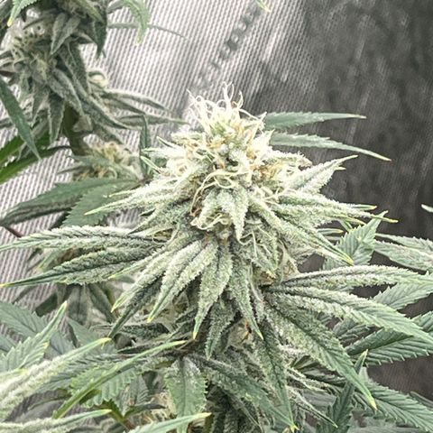 Lemon Shiznit growlog timeline photo