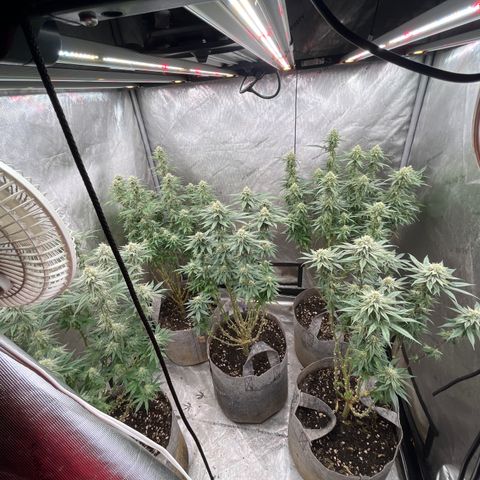 Lemon Shiznit growlog timeline photo