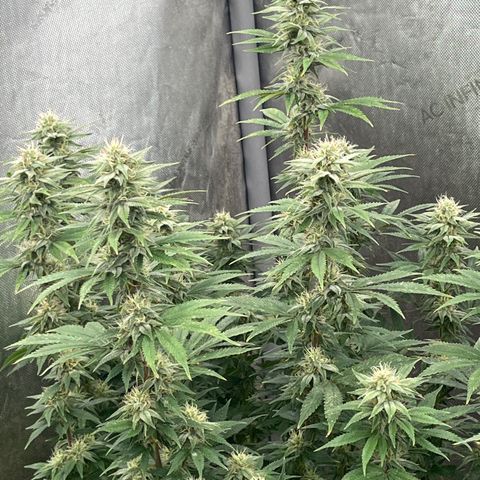 Lemon Shiznit growlog timeline photo