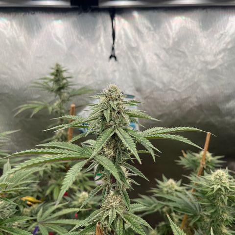 Cherry Paloma (1-4) growlog timeline photo