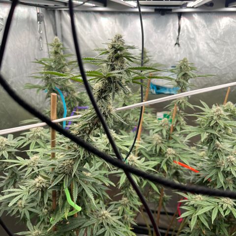 Cherry Paloma (1-4) growlog timeline photo