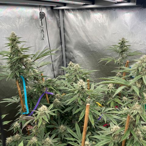 Cherry Paloma (1-4) growlog timeline photo