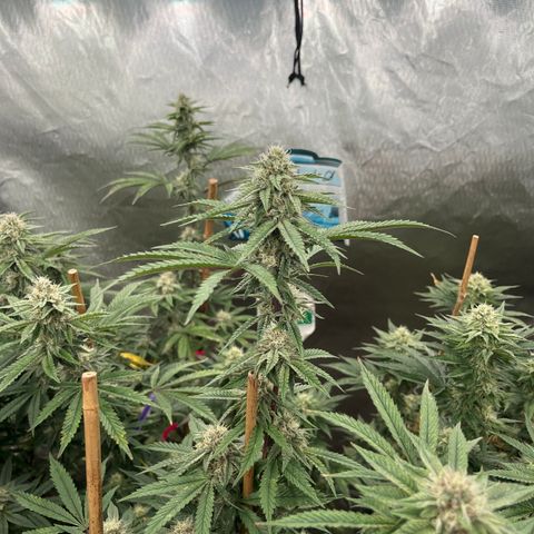 Cherry Paloma (1-4) growlog timeline photo
