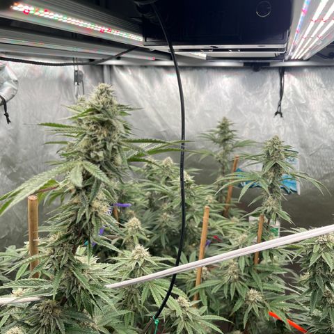Cherry Paloma (1-4) growlog timeline photo