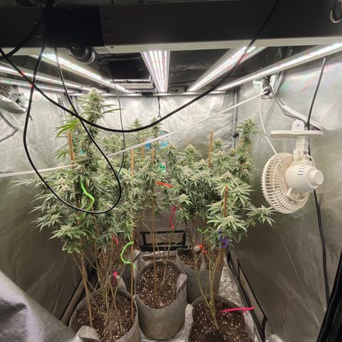 Specimen X Clones 1-4 growlog timeline photo