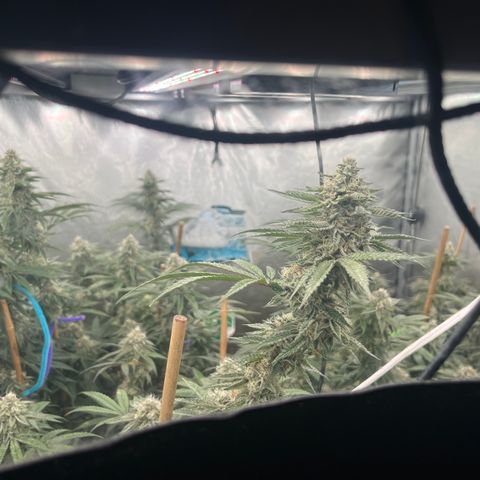 Cherry Paloma (1-4) growlog timeline photo