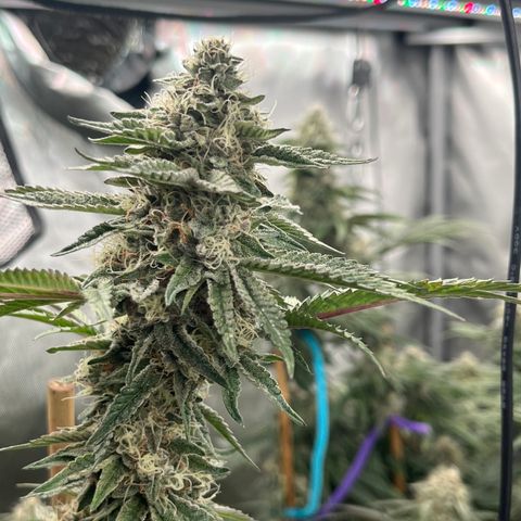 Cherry Paloma (1-4) growlog timeline photo