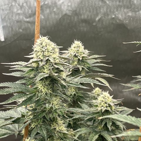 Specimen X Clones 1-4 growlog timeline photo