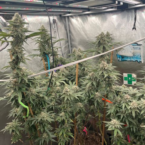 Cherry Paloma (1-4) growlog timeline photo