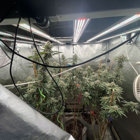 Cherry Paloma (1-4) growlog timeline photo
