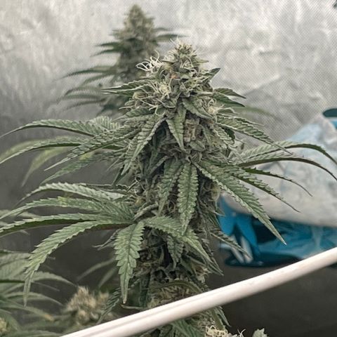 Cherry Paloma (1-4) growlog timeline photo