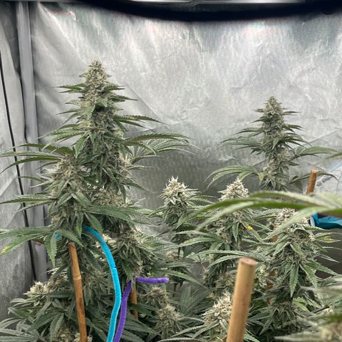 Cherry Paloma (1-4) growlog timeline photo