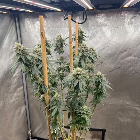 CM X Thorsberry #1 growlog timeline photo