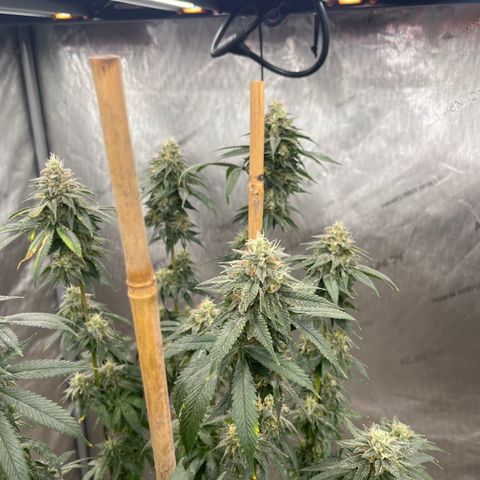 CM X Thorsberry #1 growlog timeline photo