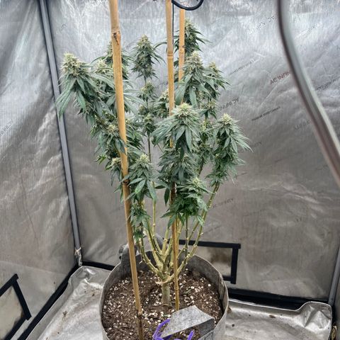 CM X Thorsberry #1 growlog timeline photo