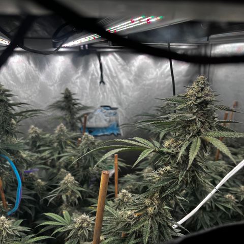 Cherry Paloma (1-4) growlog timeline photo