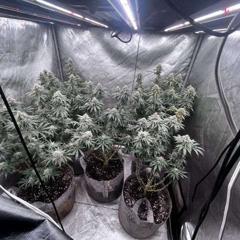 Cherry Paloma (1-4) growlog timeline photo