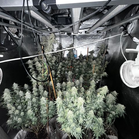 Cherry Paloma (1-4) growlog timeline photo