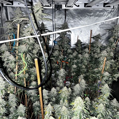 Cherry Paloma (1-4) growlog timeline photo