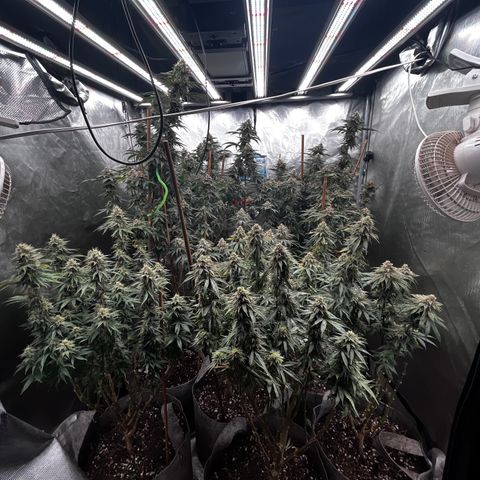 Lemon Shiznit growlog timeline photo