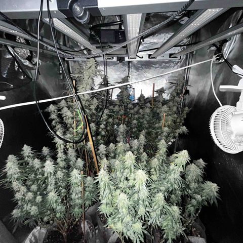 Cherry Paloma (1-4) growlog timeline photo