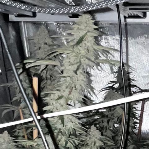 Cherry Paloma (1-4) growlog timeline photo