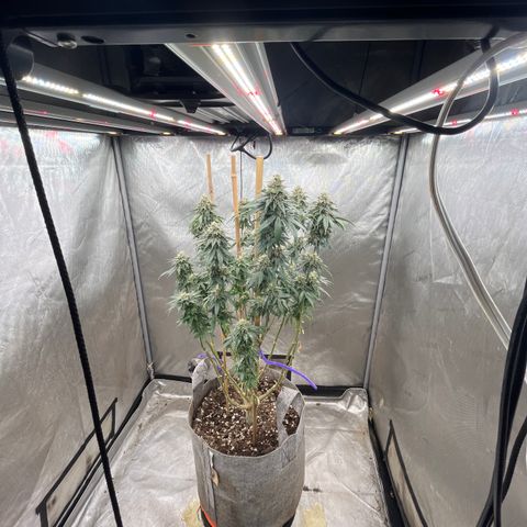 CM X Thorsberry #1 growlog timeline photo
