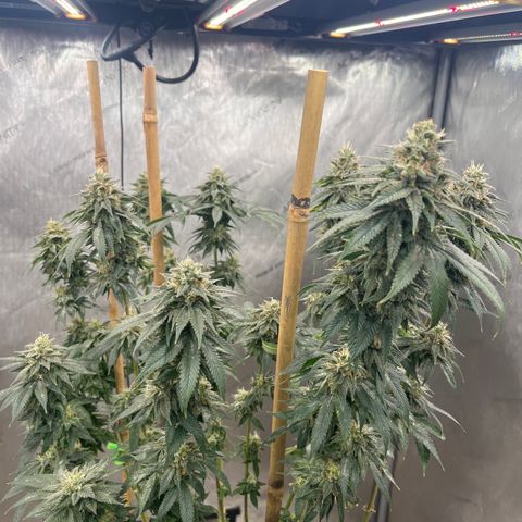 CM X Thorsberry #1 growlog timeline photo