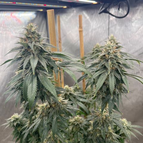 CM X Thorsberry #1 growlog timeline photo