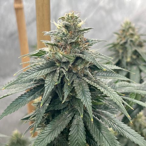 CM X Thorsberry #1 growlog timeline photo