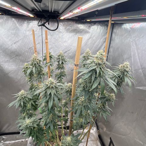 CM X Thorsberry #1 growlog timeline photo