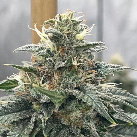 CM X Thorsberry #1 growlog timeline photo