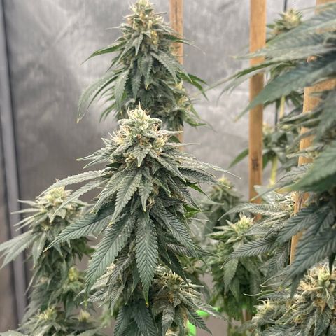CM X Thorsberry #1 growlog timeline photo
