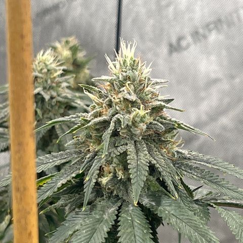 CM X Thorsberry #1 growlog timeline photo