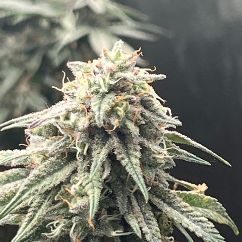 Lemon Shiznit growlog timeline photo
