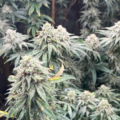 Lemon Shiznit growlog timeline photo